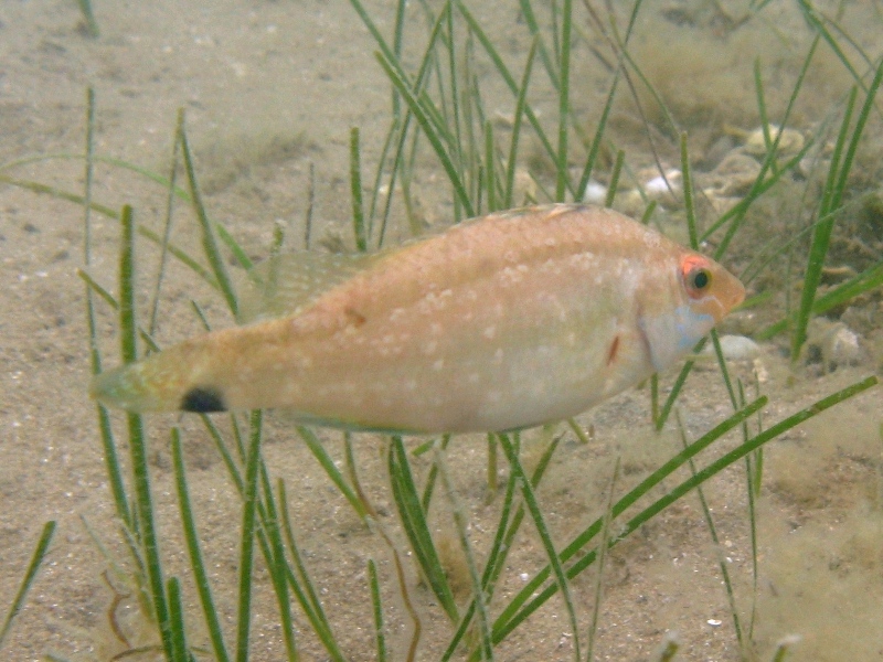 Symphodus cinereus (Bonnaterre, 1788)